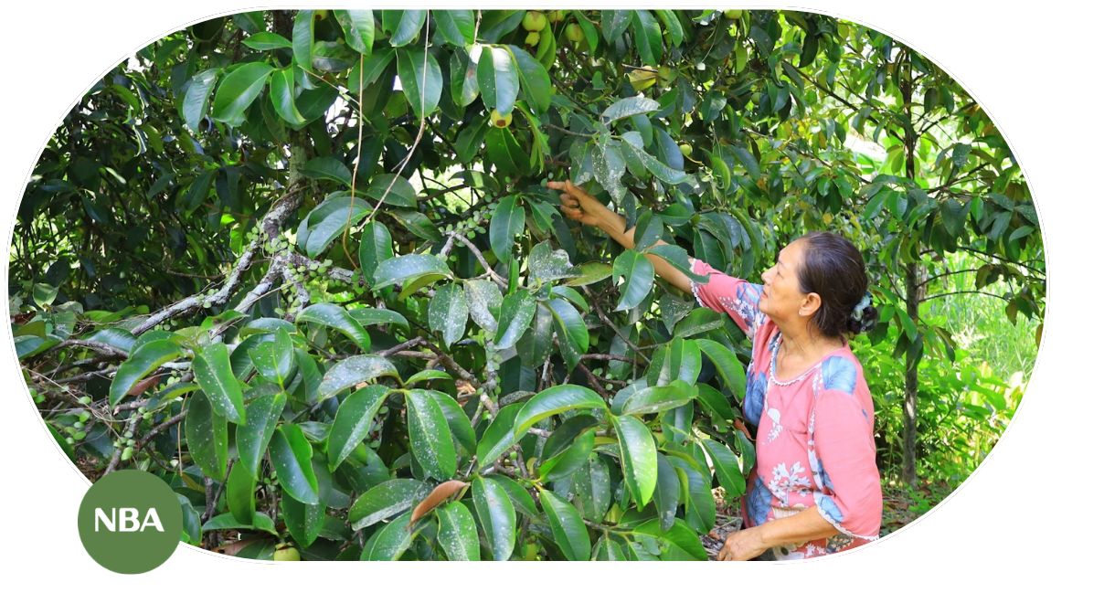 Xu hướng phát triển thị trường măng cụt trong tương lai