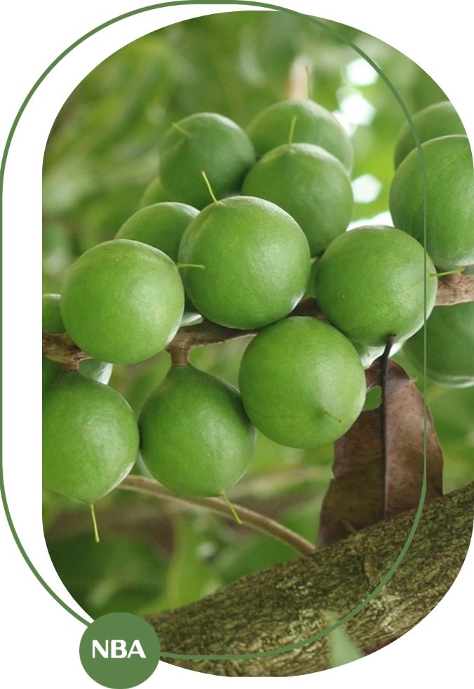 Xu hướng tiêu dùng trong thị trường mắc ca