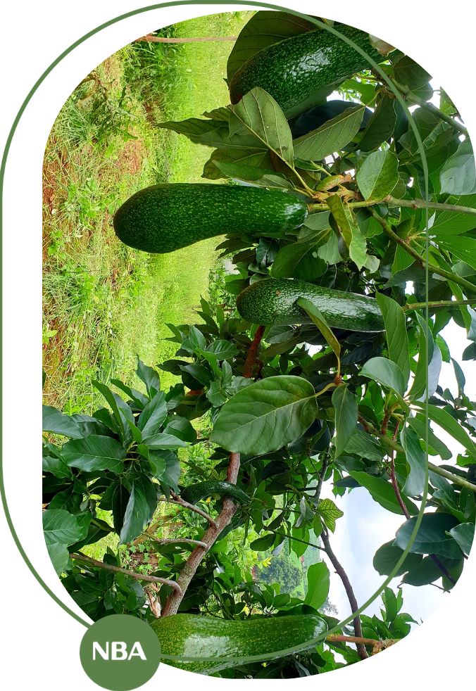 Xu hướng tiêu dùng và thương mại bơ