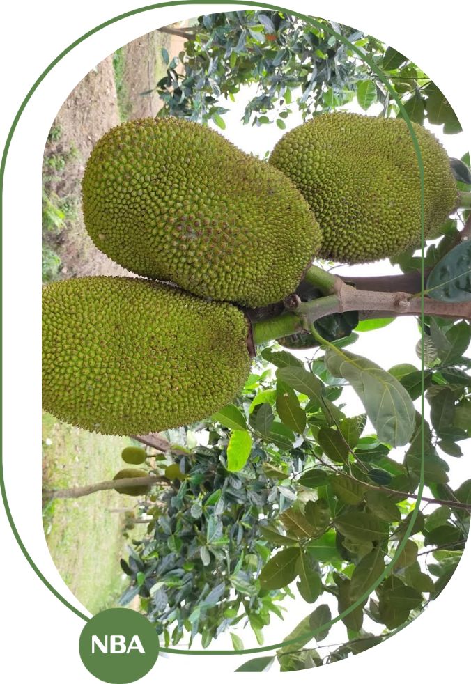 Xu hướng tiêu dùng và thương mại mít