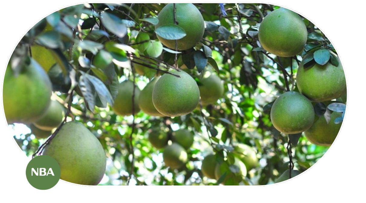 Xu hướng và thay đổi của thị trường bưởi giai đoạn 2025–2035