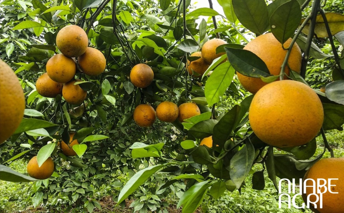 Bón phân đúng mùa vụ Bón phân đúng mùa vụ