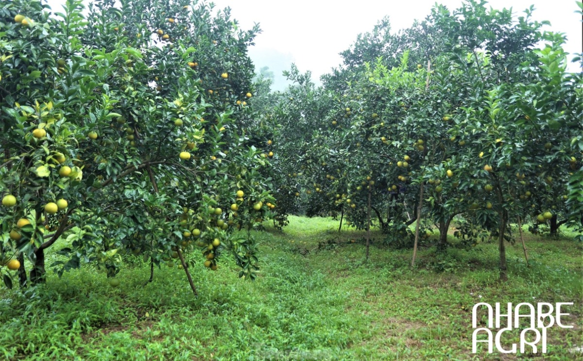 Chăm sóc và thu hoạch cam đúng cách