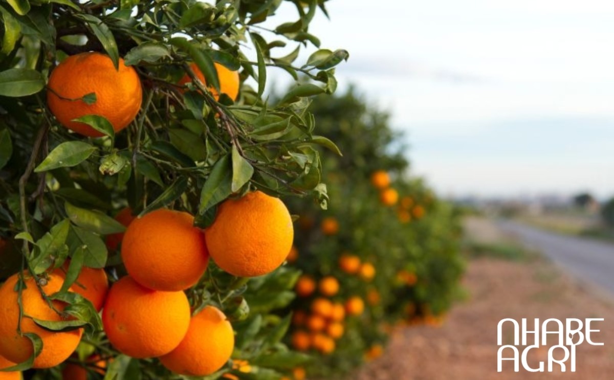 Chuẩn bị đất trồng phù hợp