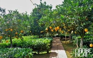 Cơ hội thị trường cây cam