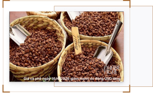 Giá cà phê ngày 16-4-2026 giảm mạnh do đồng USD tăng