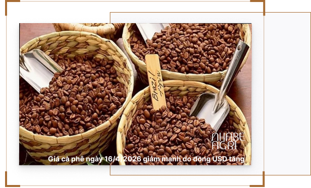 Giá cà phê ngày 16-4-2026 giảm mạnh do đồng USD tăng