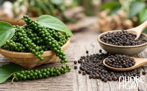 Giá tiêu bình phước hôm nay