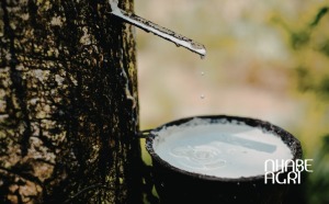 kỹ thuật cạo mủ cao su