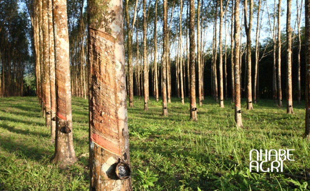 giá trị kinh tế cuẩ cây cao su tại việt nam