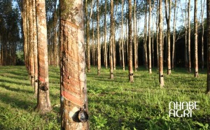 giá trị kinh tế cuẩ cây cao su tại việt nam