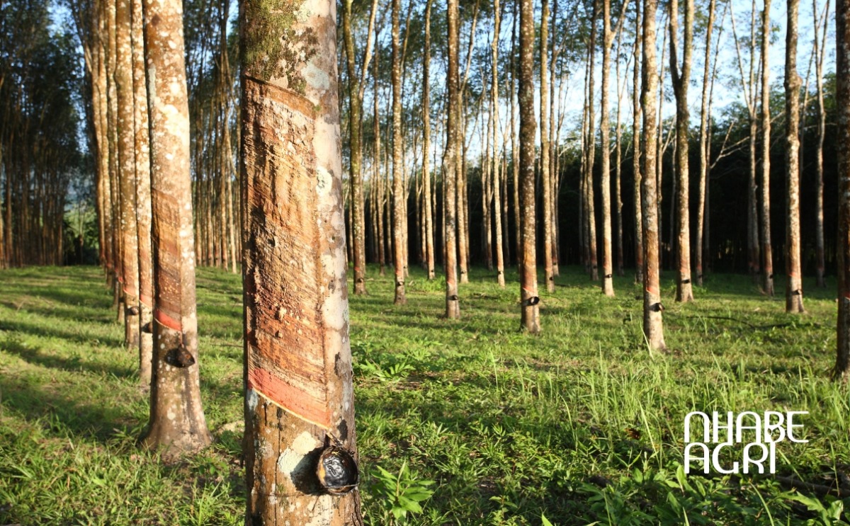 giá trị kinh tế cuẩ cây cao su tại việt nam giá trị kinh tế cuẩ cây cao su tại việt nam