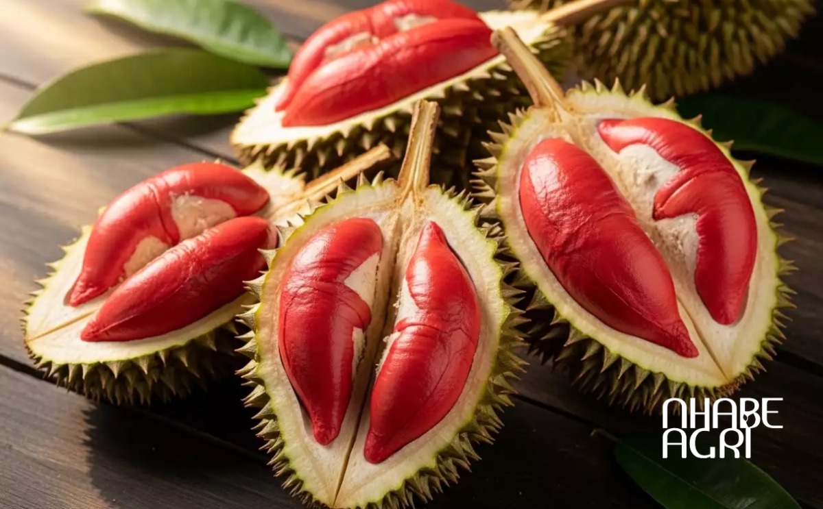 giống sầu riêng ruột đỏ giống sầu riêng ruột đỏ