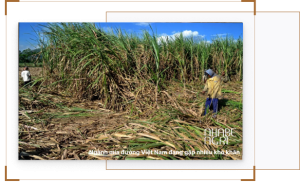 Ngành mía đường 2026