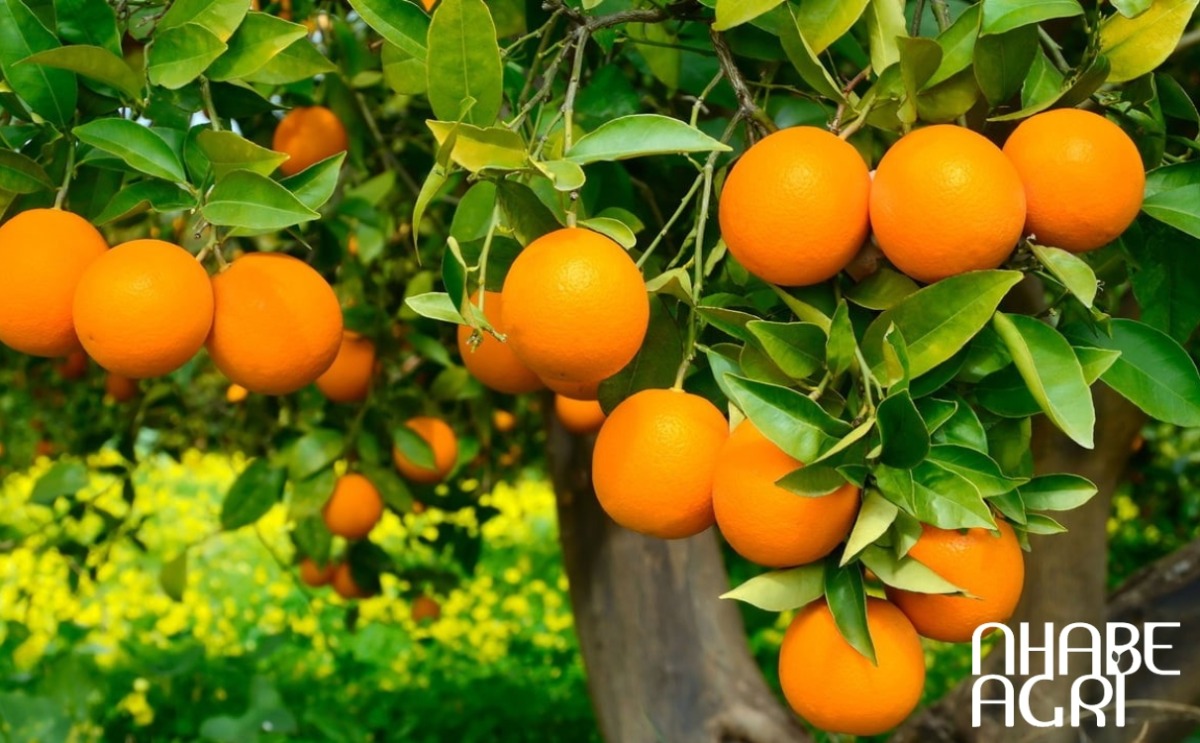 Những thông tin chi tiết về xu hướng trồng cây cam