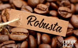 nguồn cung cà phê robusta 2026