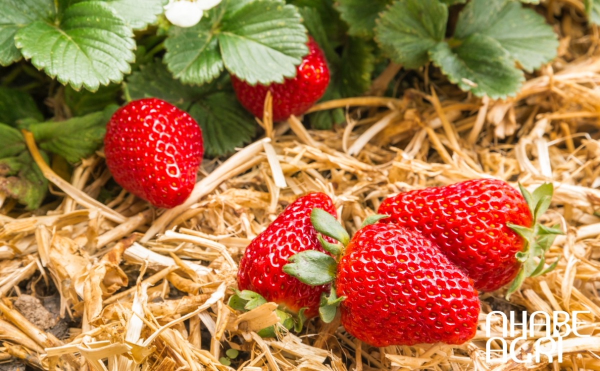 kỹ thuật trồng cây dâu tây