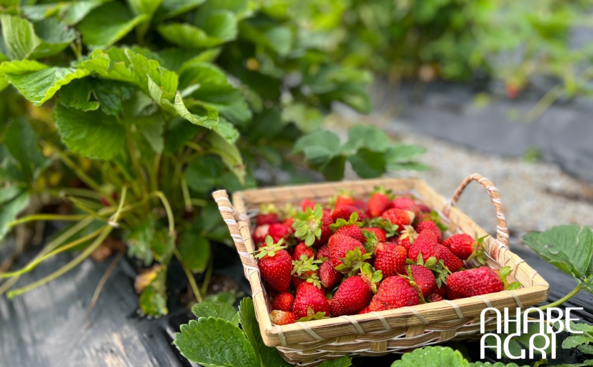 kỹ thuật trồng cây dâu tây