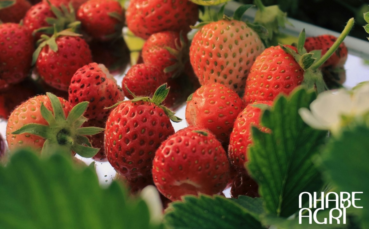 cách chăm sóc cây dâu tây