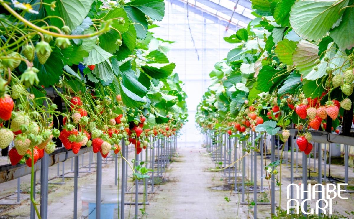 cách chăm sóc cây dâu tây