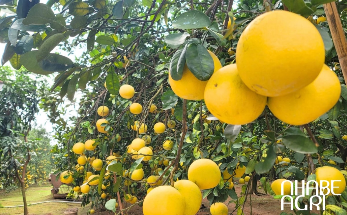 lưu ý khi trồng cây bưởi