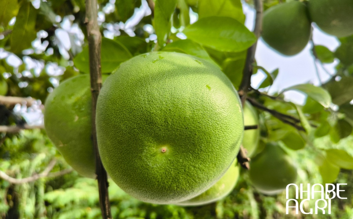 cách trồng bưởi