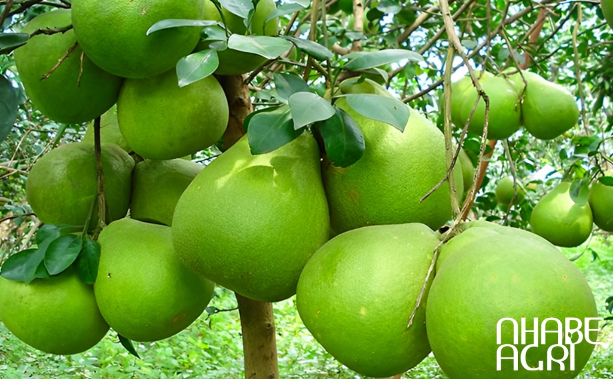 kỹ thuật trồng bưởi kỹ thuật trồng bưởi