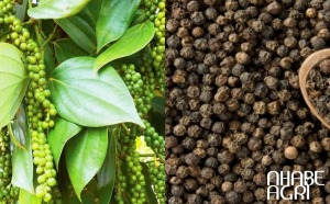 cập nhật giá tiêu Đắk Nông