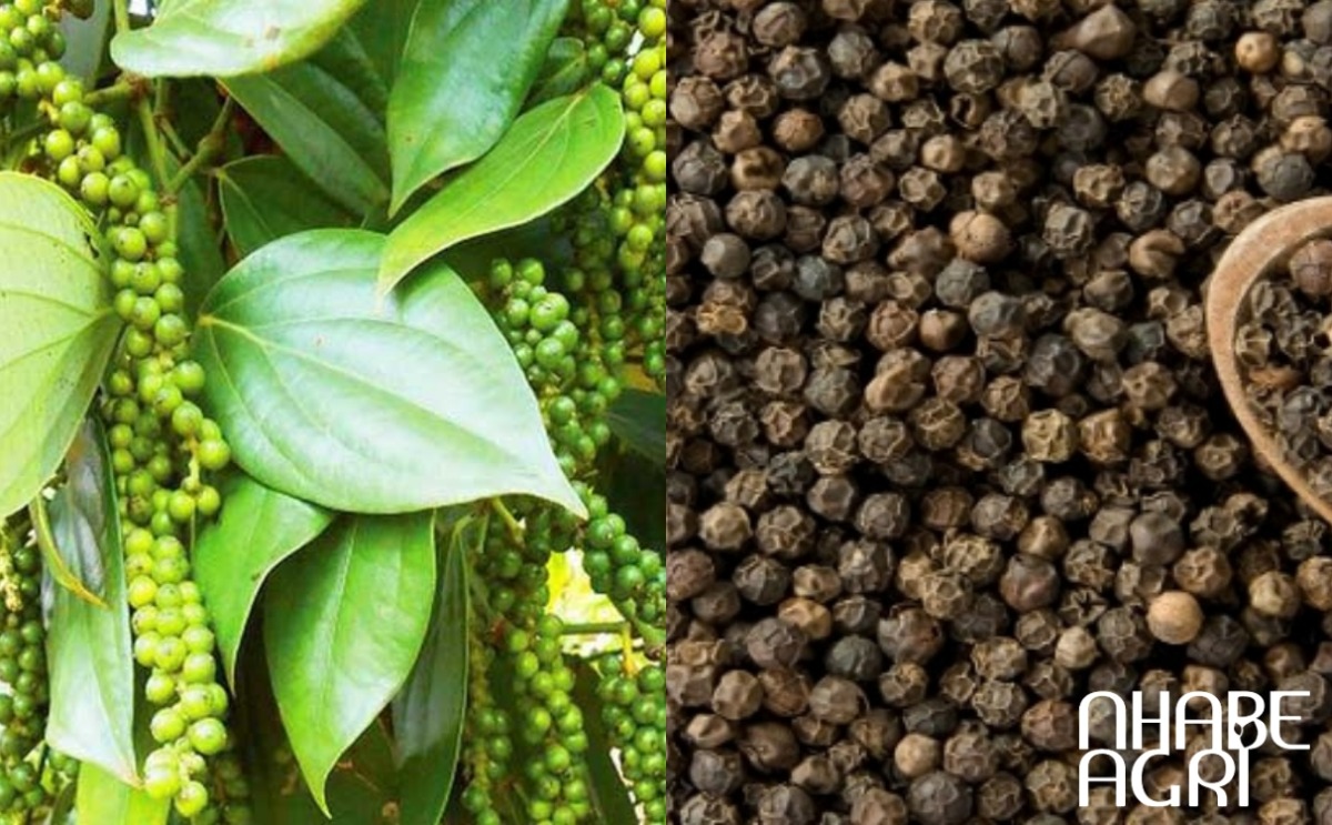 cập nhật giá tiêu Đắk Nông