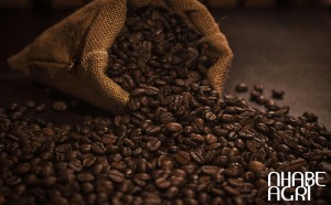 dự báo giá cà phê 2026