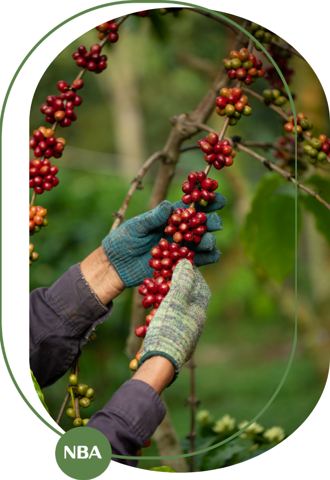 dự báo giá cà phê