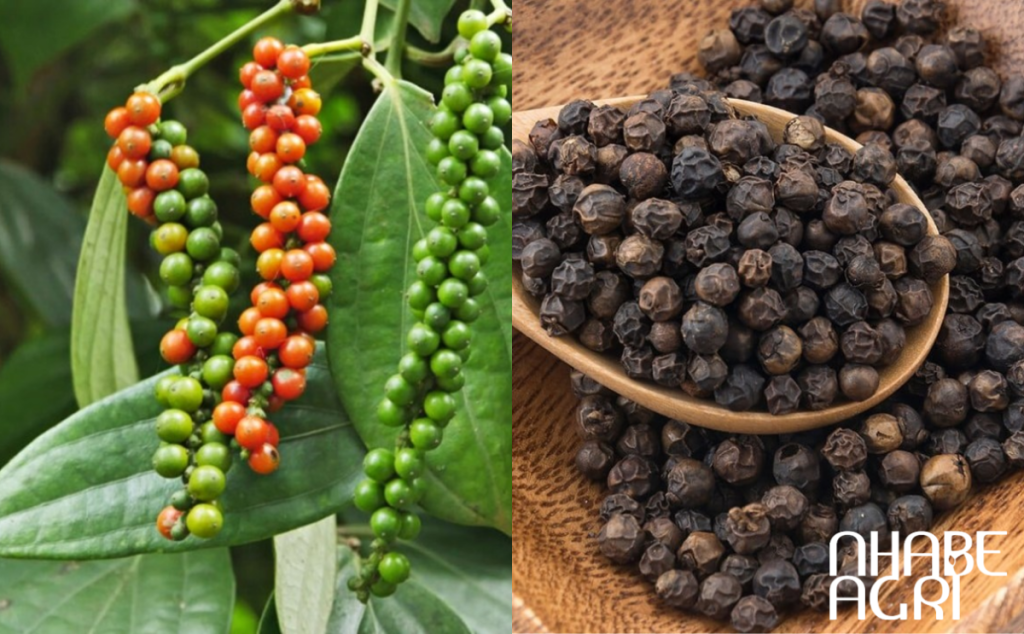 giá tiêu gia lai mới nhất