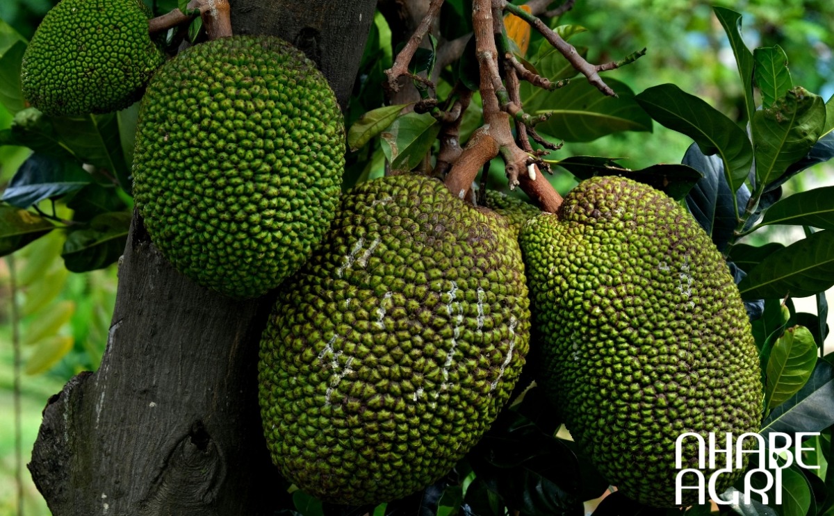 kỹ thuật trồng cây mít