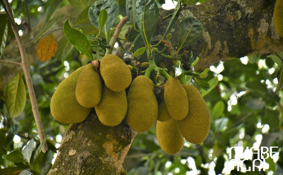 cẩm nang trồng cây mít cẩm nang trồng cây mít