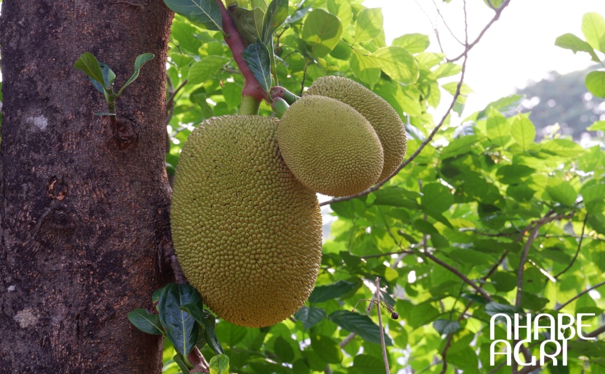 kỹ thuật trồng cây mít sai trái