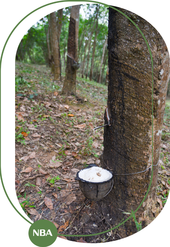 kỹ thuật cạo mủ cao su đúng cách