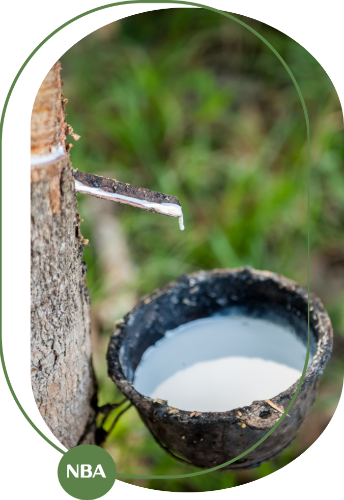 Giá trị kinh tế của cây cao su ở Việt Nam: Vai trò, tiềm năng và cơ hội phát triển bền vững