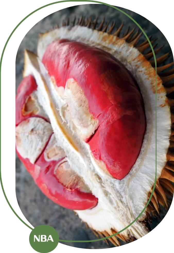 giống sầu riêng ruột đỏ mới nhất