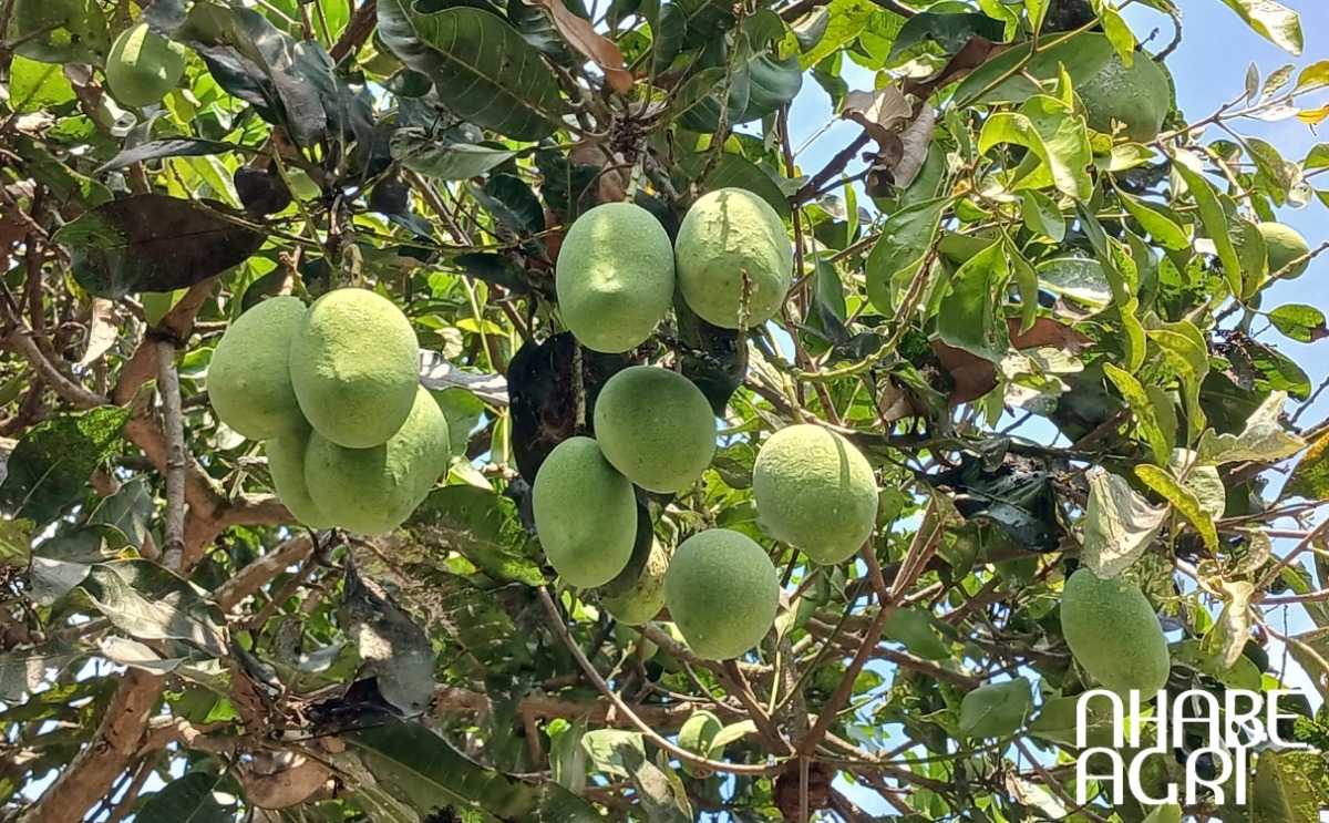 kỹ thuật trồng cây xoài