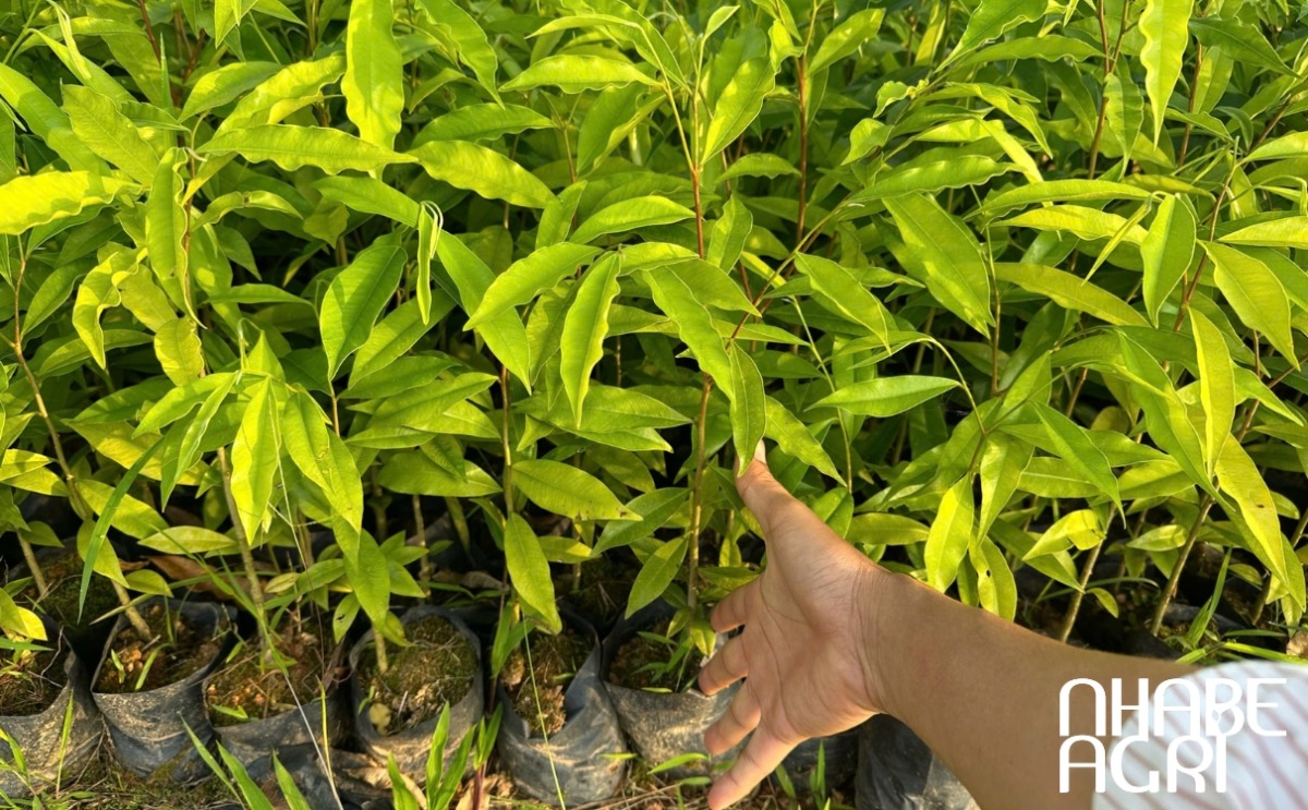 Cây Kỳ Nam loại thực vật mang nhiều lợi ích đặc biệt