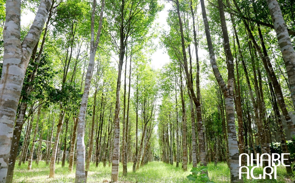 Cây gió bầu nguồn lợi ích từ thiên nhiên Cây gió bầu nguồn lợi ích từ thiên nhiên