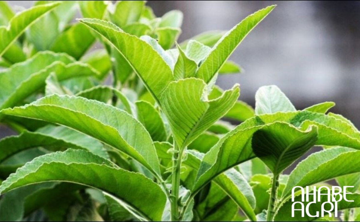 cây từ bi