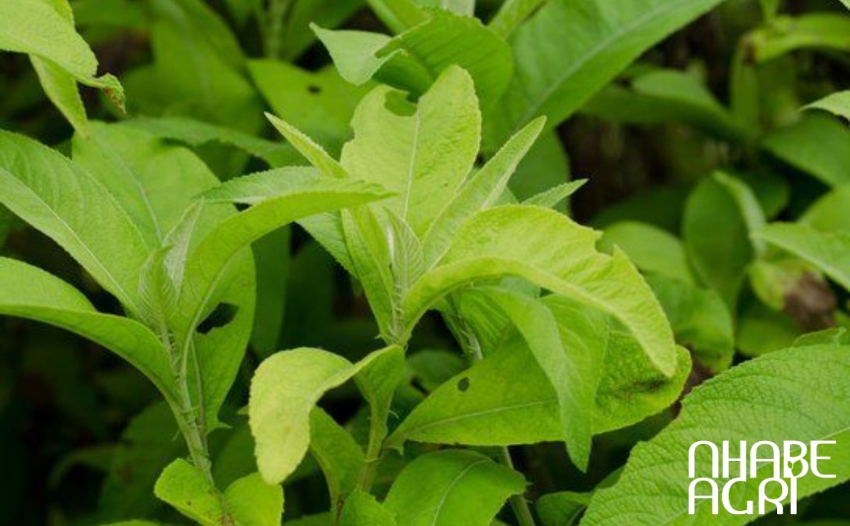 kỹ thuật trông cây từ bi