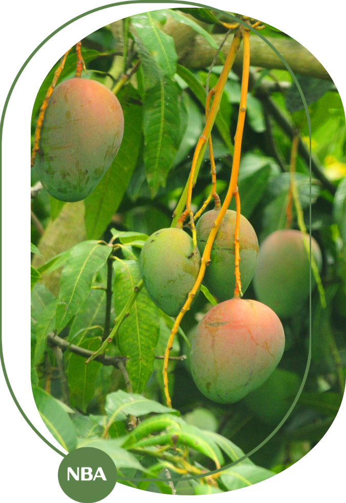 trồng xoài cho năng suất cao