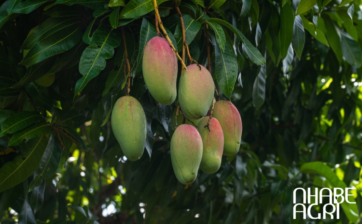 kỹ thuật trồng xoài cho năng suất cao