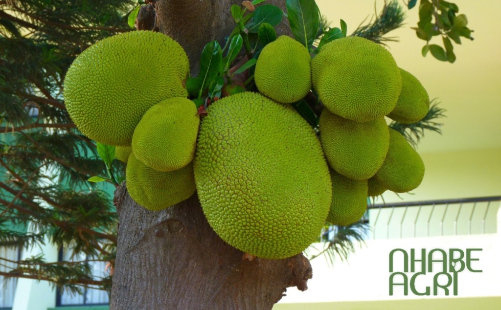 bón phân cho mít ngọt hơn