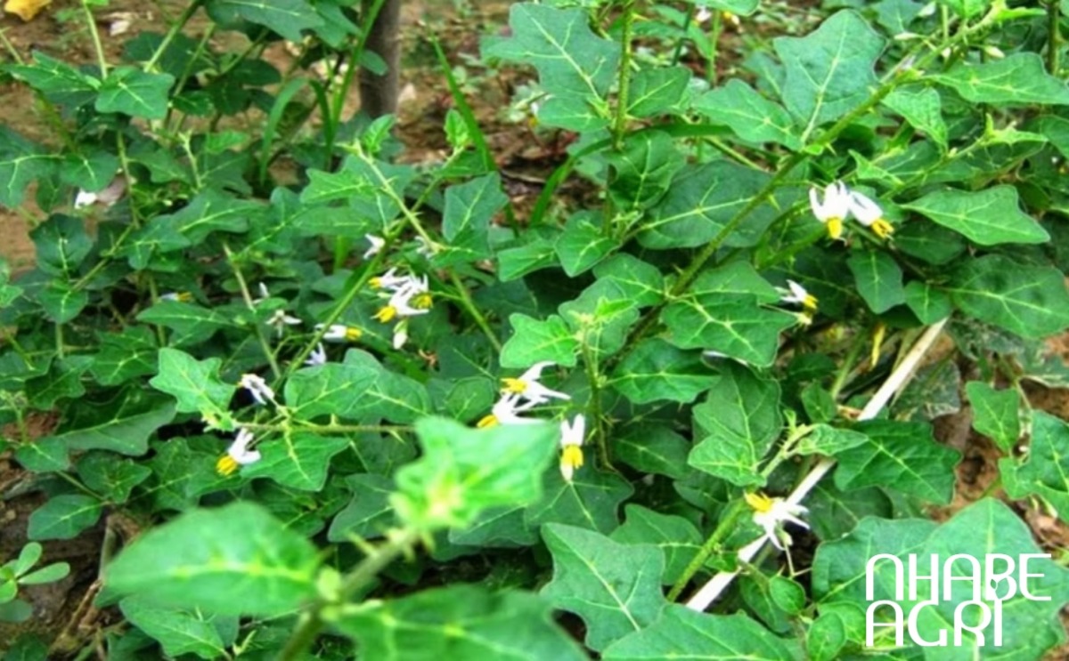 kỹ thuật trồng cà gai leo