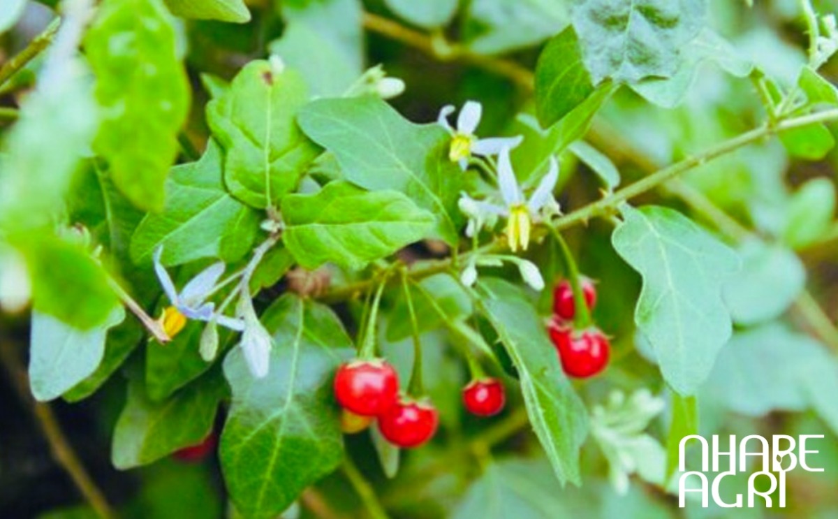 kỹ thuật trồng cây cà gai leo