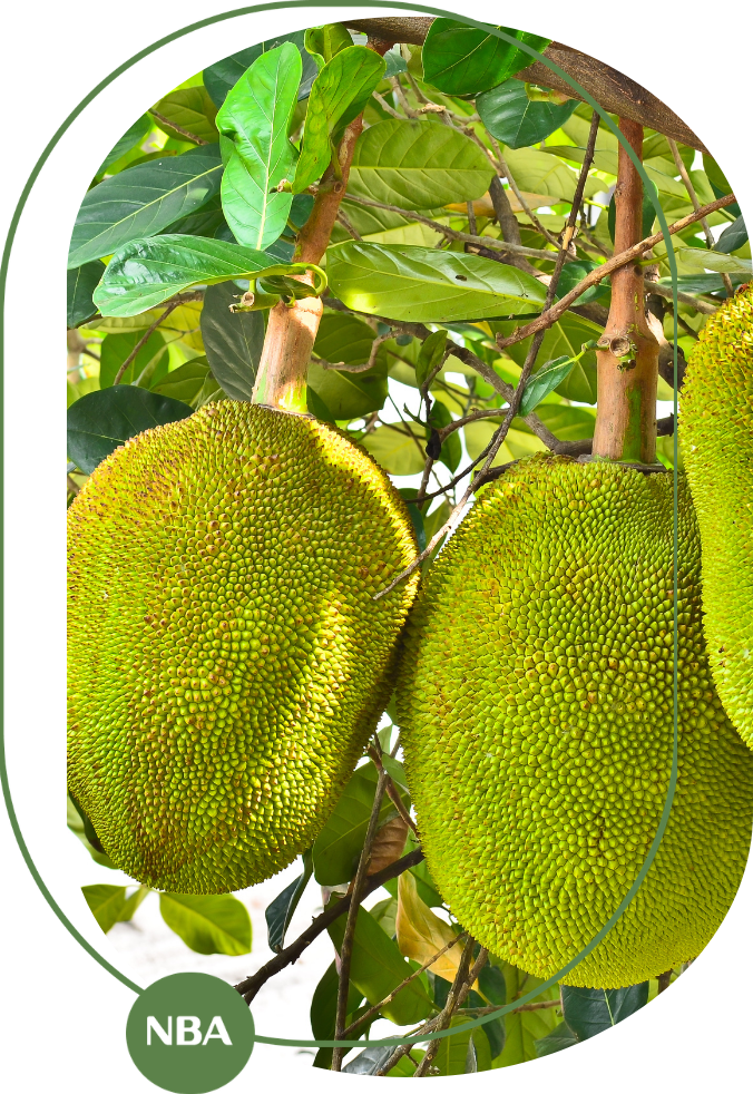 cách bón phân cho mít ngọt hơn