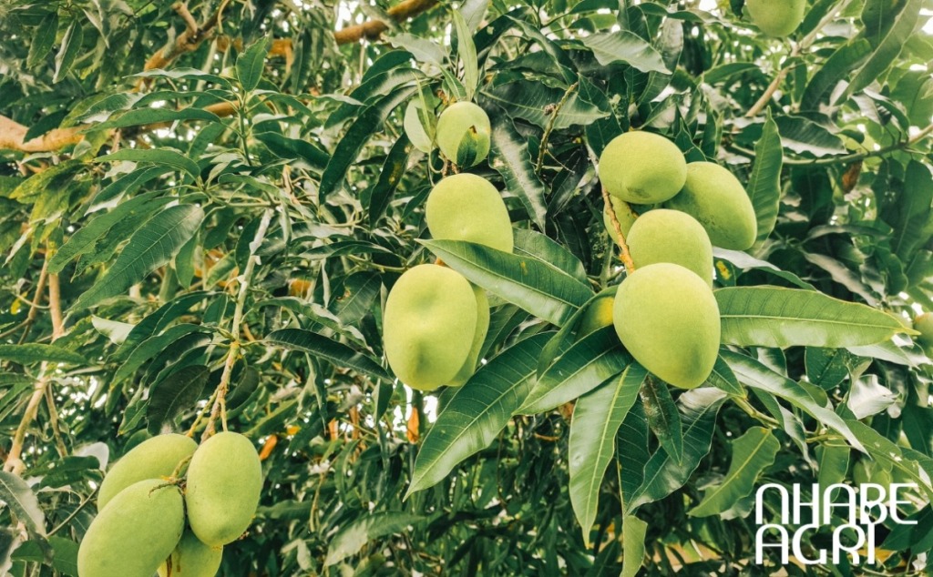 Cẩm Nang Trồng Cây Xoài: Kỹ Thuật Chăm Sóc, Bón Phân Và Thu Hoạch 18 cách trồng xoài hiệu quả